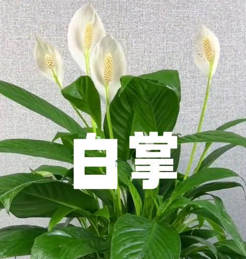 白掌的浇水技巧（一周一次，保持土壤湿润）