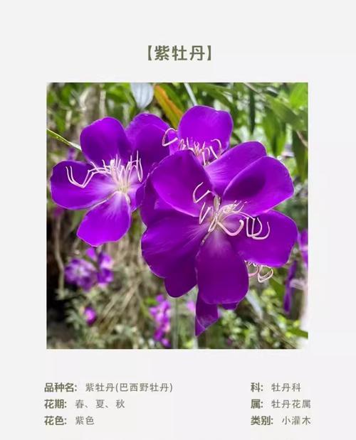 巴西野牡丹冬季生存能力分析（探究巴西野牡丹对冬季天气的适应能力与冻亡现象）