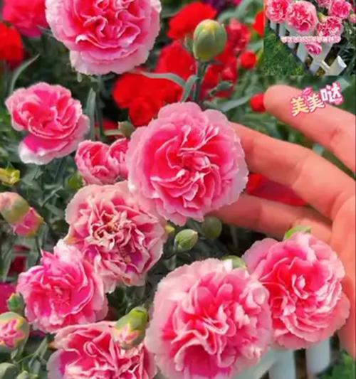 康乃馨的花期（探秘康乃馨的开花时间和相关知识）