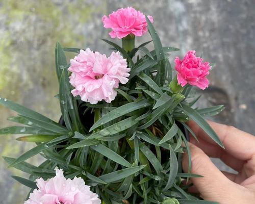 康乃馨的花期（探秘康乃馨的开花时间和相关知识）