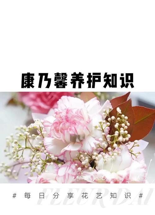 康乃馨的花期（探秘康乃馨的开花时间和相关知识）