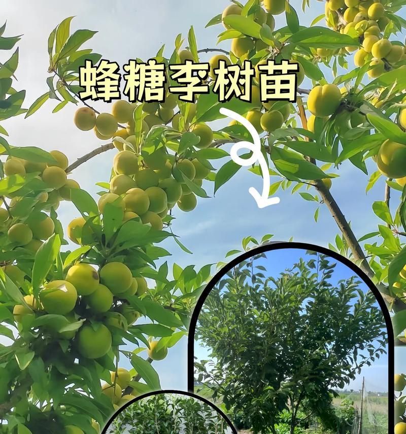 李子成熟采摘收获季节揭秘（探寻李子的成熟周期和采摘时机，让你知道何时才是最佳收获时刻）