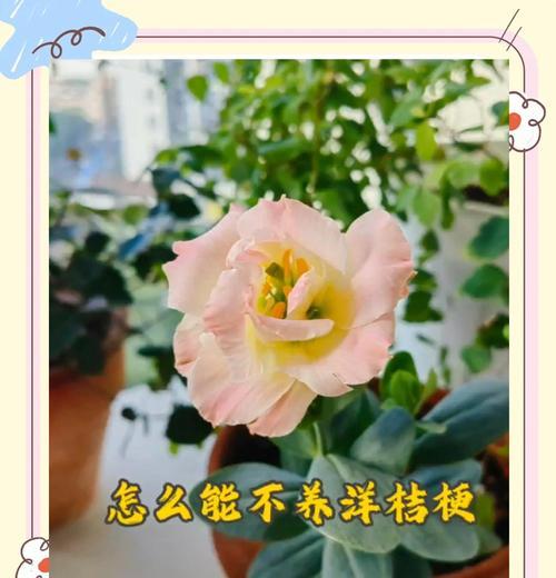 怎样合理养护洋桔梗（洋桔梗的种植、浇水、修剪等注意事项）
