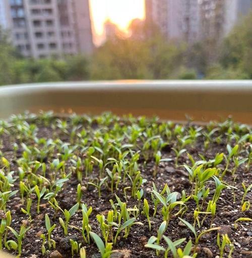 冬天菜种子发芽时间详解（了解冬季播种需要注意的事项，助力你成功种植）