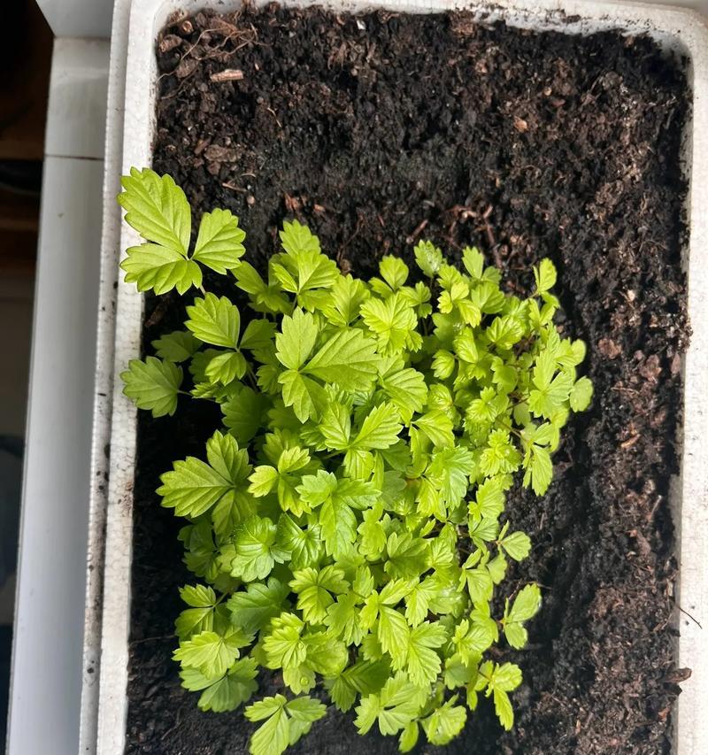 冬天菜种子发芽时间详解（了解冬季播种需要注意的事项，助力你成功种植）
