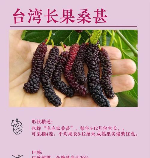 探秘桑葚上市的时间与成熟季节（了解桑葚丰收的时令及产地特点）