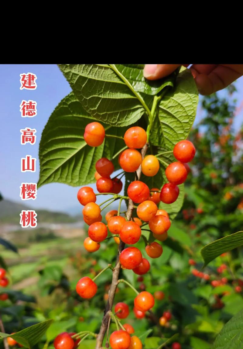 探秘桑葚上市的时间与成熟季节（了解桑葚丰收的时令及产地特点）