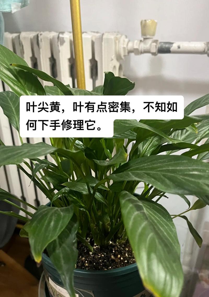 打造旺盛的水培一帆风顺（如何养护水培植物，让它们更加茁壮？）