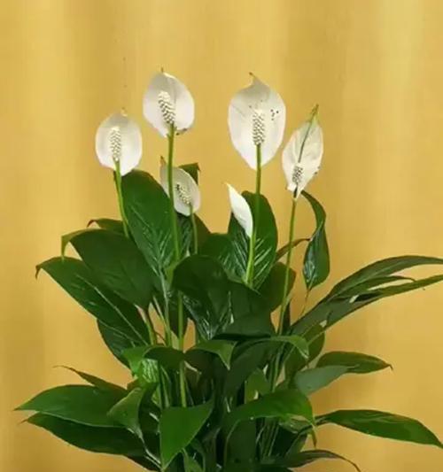 打造旺盛的水培一帆风顺（如何养护水培植物，让它们更加茁壮？）