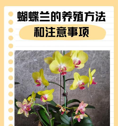 对对红养殖全攻略（从选苗到出栏，掌握关键技巧，打造高效养殖）
