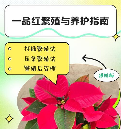 对对红养殖全攻略（从选苗到出栏，掌握关键技巧，打造高效养殖）