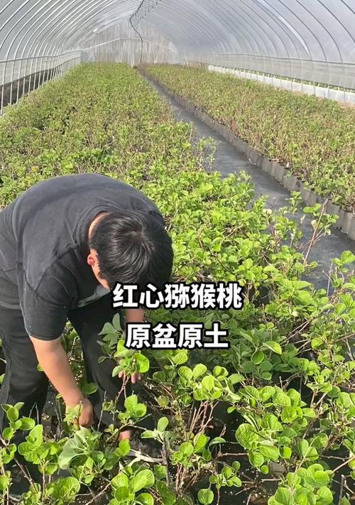 红心桃的种植条件和适合地区（一文详解红心桃生长所需的环境和区域要求）