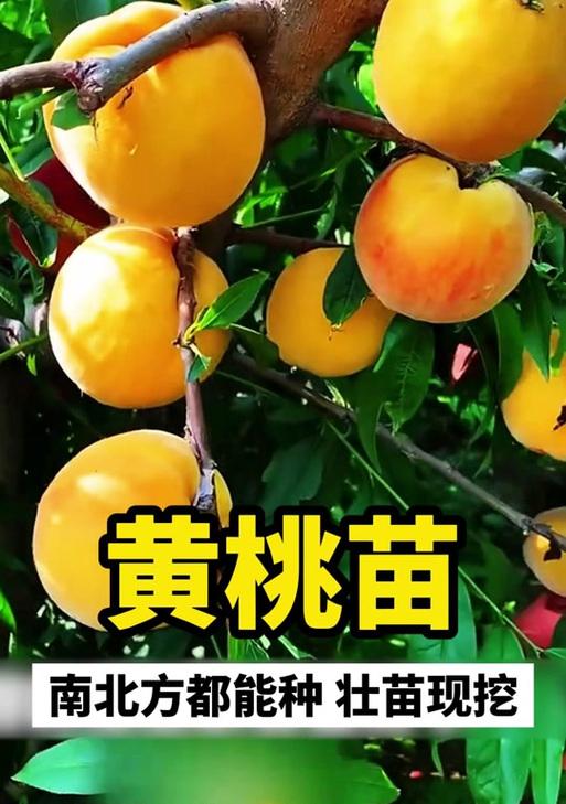 红心桃的种植条件和适合地区（一文详解红心桃生长所需的环境和区域要求）