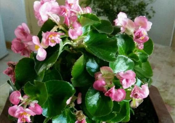 玫瑰海棠不开花的原因和解决方法（探究玫瑰海棠不开花的问题，寻找解决方案，让其美丽绽放）