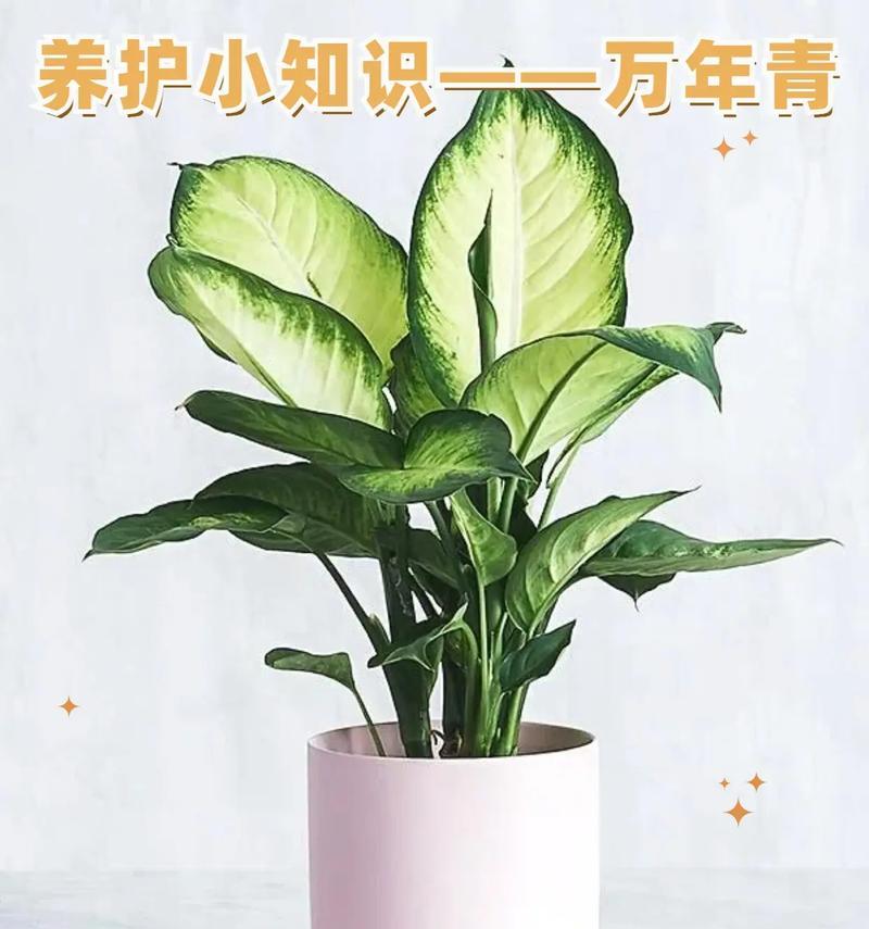 万年青开花期是什么时候？——探究万年青的开花时间
