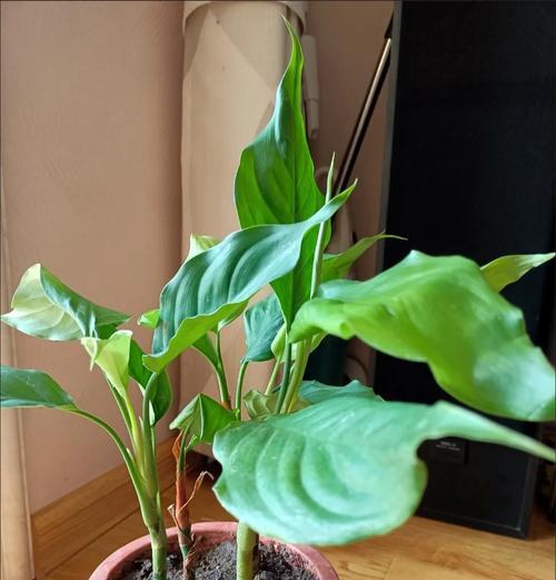万年青开花期是什么时候？——探究万年青的开花时间