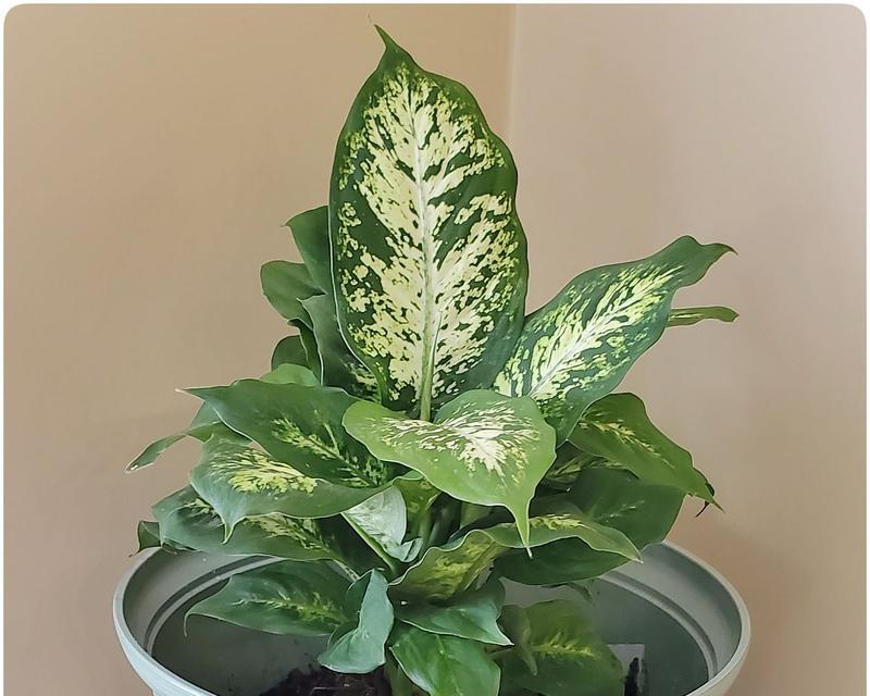 万年青开花期是什么时候？——探究万年青的开花时间