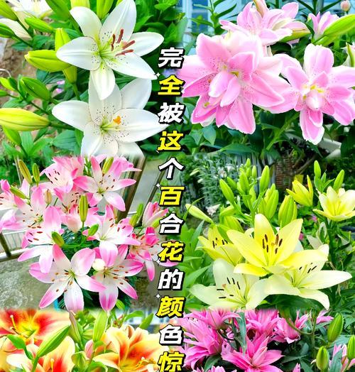 百合种球开花时间的探究（了解百合的生长习性，科学预测开花时间）