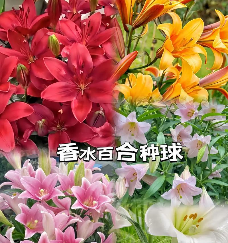 百合种球开花时间的探究（了解百合的生长习性，科学预测开花时间）