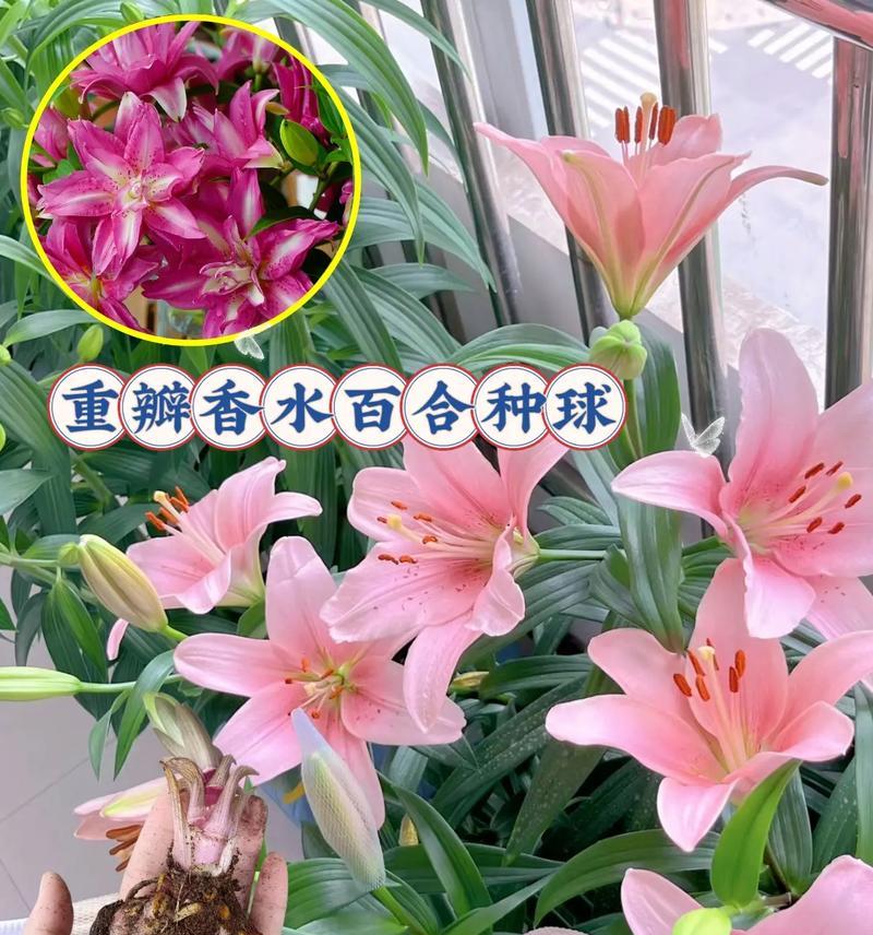 百合种球开花时间的探究（了解百合的生长习性，科学预测开花时间）