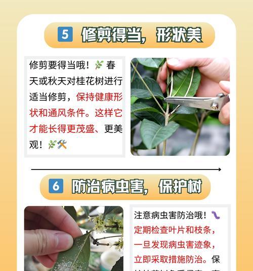 揭秘！原来这些人不能多吃桂花！（探究桂花的营养成分与危害，了解有关人群应该慎食的知识。）