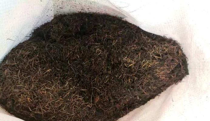 松针土养花指南（打造独特自然风格的花园）