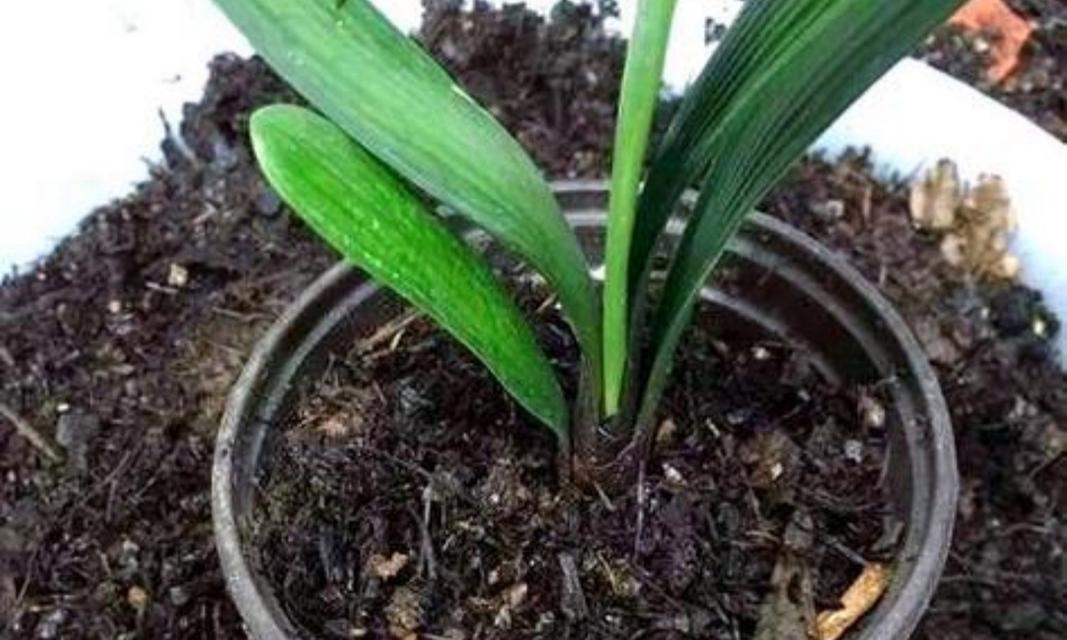 松针土养花指南（打造独特自然风格的花园）