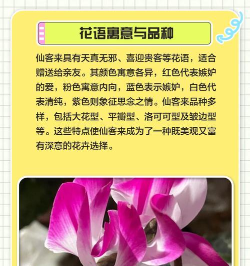 仙客来，四季常青的花卉（四季开花，秘密在这里！）