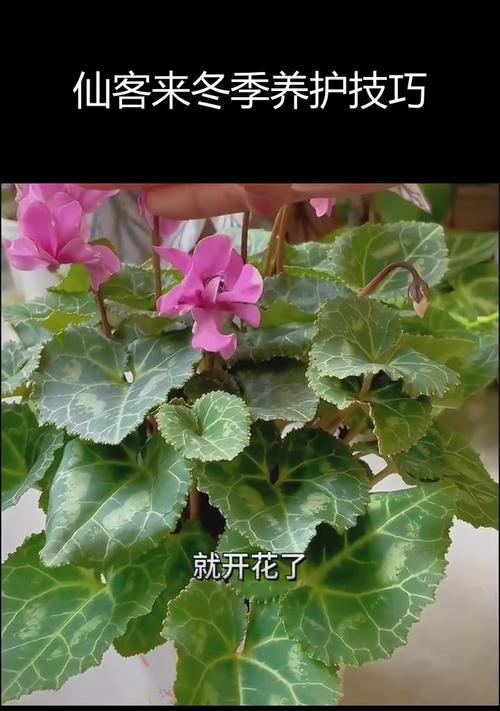 仙客来，四季常青的花卉（四季开花，秘密在这里！）