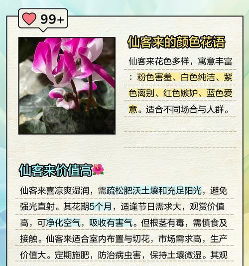 仙客来，四季常青的花卉（四季开花，秘密在这里！）