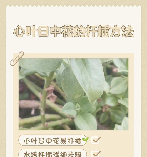 打造繁花似锦的心叶日中花