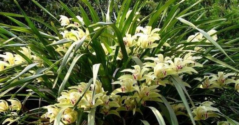 露天养兰花，有哪些需要注意的细节？（兰花养护技巧，养殖在室外，让花儿更加娇艳）