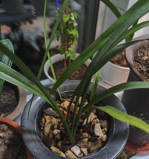 露天养兰花，有哪些需要注意的细节？（兰花养护技巧，养殖在室外，让花儿更加娇艳）