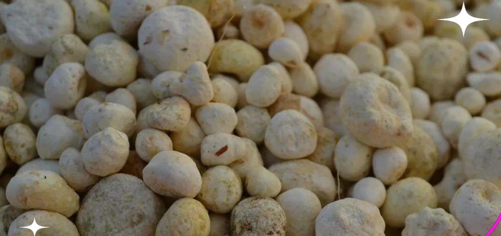 半夏生长环境条件与特点（探秘半夏的生长环境和生长特征）