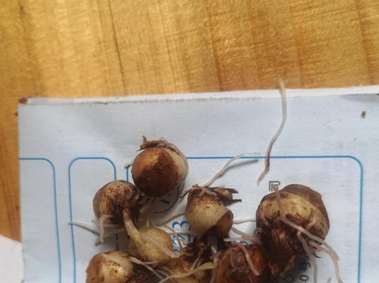 半夏生长环境条件与特点（探秘半夏的生长环境和生长特征）