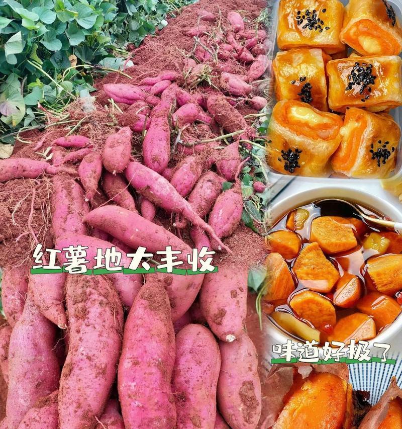 烂红薯能否成为有机肥料？（探究烂红薯的肥料价值及使用方法）