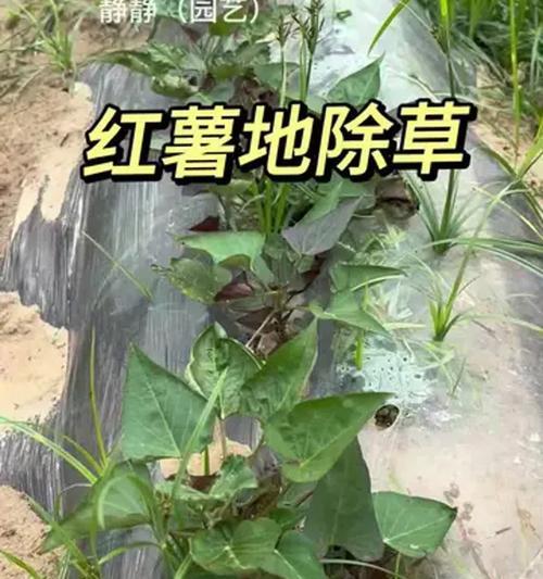 烂红薯能否成为有机肥料？（探究烂红薯的肥料价值及使用方法）