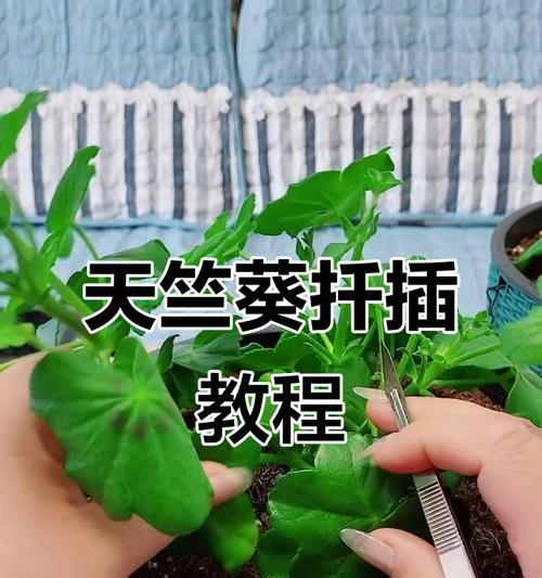 如何用扦插法繁殖天竺葵？（注意事项与技巧，保证成功！）