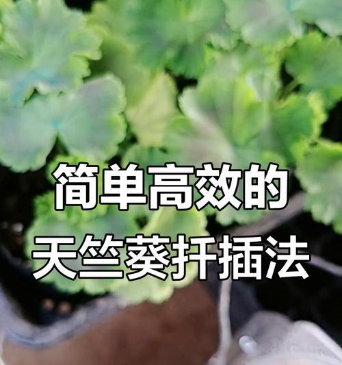 如何用扦插法繁殖天竺葵？（注意事项与技巧，保证成功！）