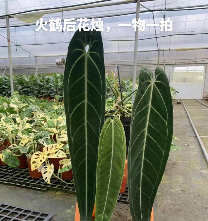 火鹤养护技巧（打造旺盛健康的火鹤）