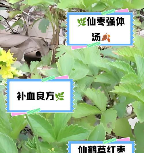 火鹤养护技巧（打造旺盛健康的火鹤）