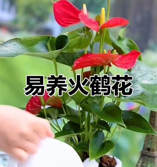 火鹤养护技巧（打造旺盛健康的火鹤）