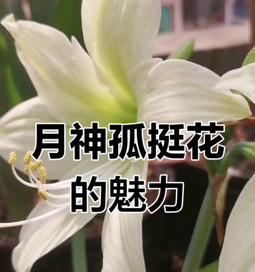 孤挺花的花期与生长特点（了解孤挺花一年开几次花，享受其长达八个月的美丽）