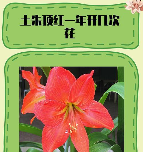 孤挺花的花期与生长特点（了解孤挺花一年开几次花，享受其长达八个月的美丽）