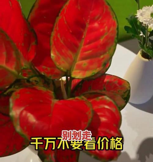 吉利红冬天能否抵御严寒？（揭秘吉利红冬天的保暖秘密）