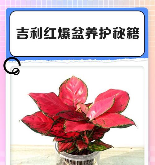 吉利红冬天能否抵御严寒？（揭秘吉利红冬天的保暖秘密）