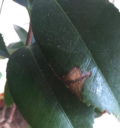 欧月叶子黑斑问题详解（从病因到治疗，全面解析欧月叶子黑斑问题）