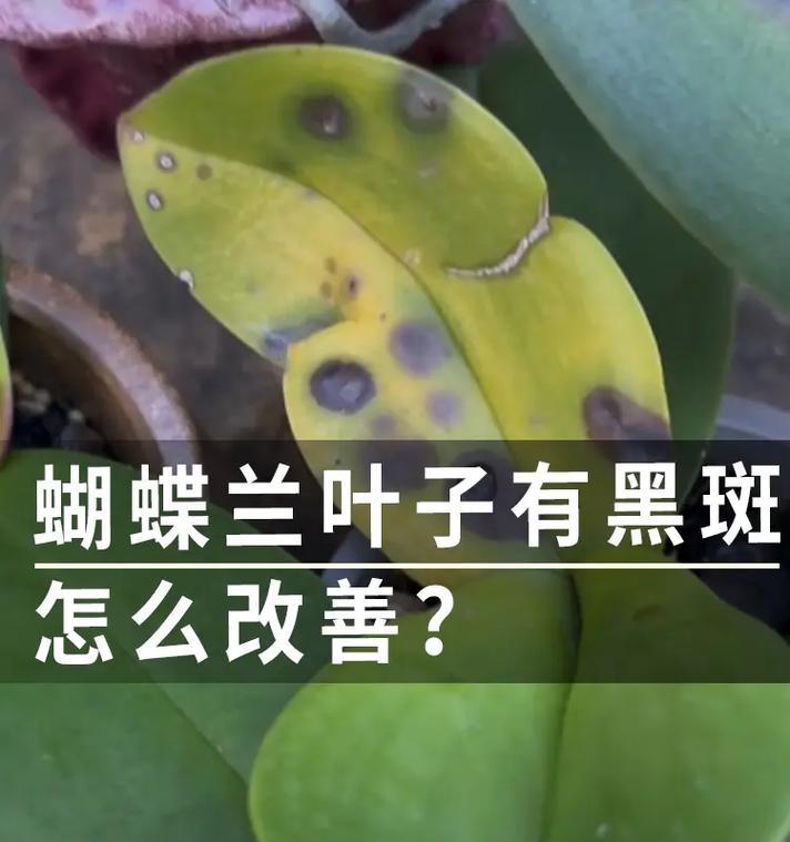 欧月叶子黑斑问题详解（从病因到治疗，全面解析欧月叶子黑斑问题）