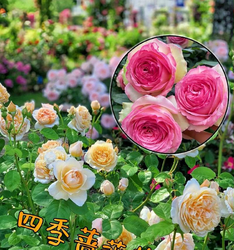 玫瑰花的生长环境条件及特点详解（一窥玫瑰花所需的土壤条件）