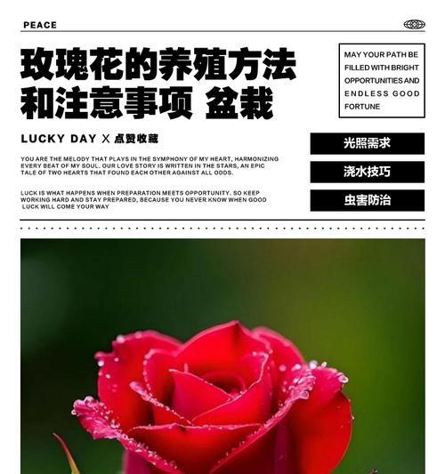 玫瑰花的生长环境条件及特点详解（一窥玫瑰花所需的土壤条件）